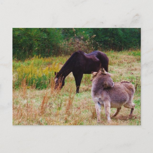 Esel und Pferd in einem Herbstfeld. Postkarte (Vorderseite)