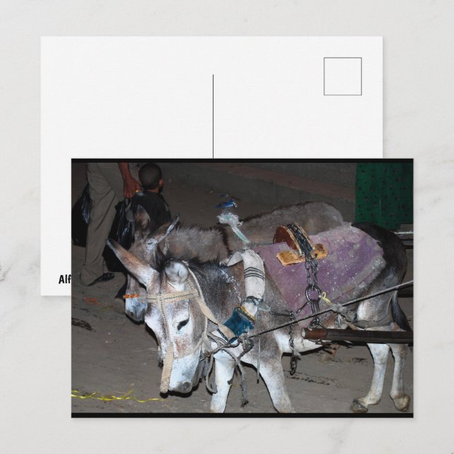 Esel von Luxor Postkarte (Vorne/Hinten)