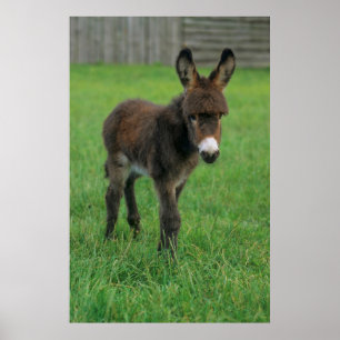 Esel, Zwergesel, in der Koppel, Portraet Poster