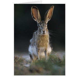 Eselhase, Lepus californicus, 2