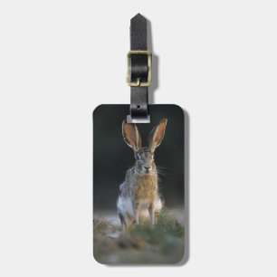 Eselhase, Lepus californicus, 2 Gepäckanhänger