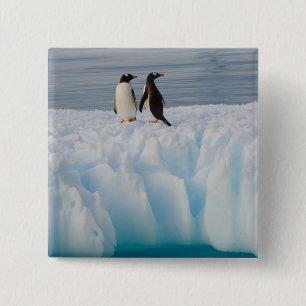 Eselspinguin, Pygoscelis Papua, auf Gletschereis Button