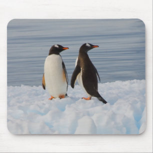 Eselspinguin, Pygoscelis Papua, auf Gletschereis Mousepad