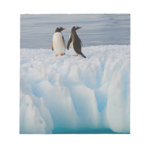 Eselspinguin, Pygoscelis Papua, auf Gletschereis Notizblock