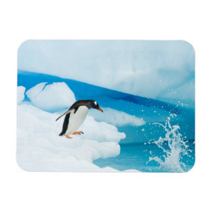 Eselspinguin, Pygoscelis Papua, springt ab Magnet