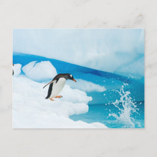 Eselspinguin, Pygoscelis Papua, springt ab Postkarte