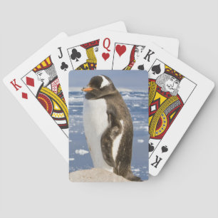 Eselspinguin Spielkarten