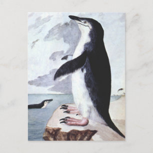 Eselspinguin, Vintage Vögel aus der Antarktis Postkarte