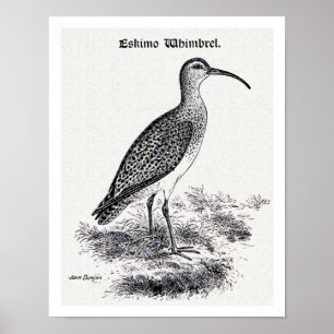 "Eskimo-Brachvogel" Vintage-Illustration Poster