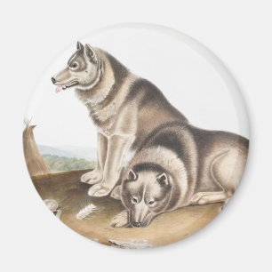 Eskimo-Hund (Canis familiaris) Illustration Magnet