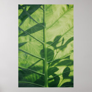 Eskulentalente Poster