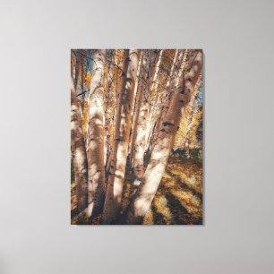 Espen im Herbst Leinwanddruck