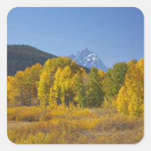 Espen mit der Teton-Gebirgskette Quadratischer Aufkleber