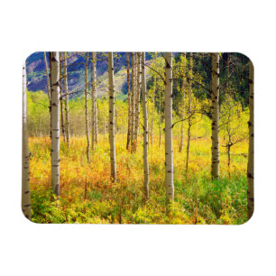 Espenbäume im Herbst in den Rocky Mountains Magnet