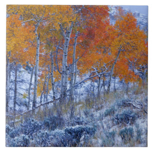 Espenbäume in Herbstfarben, Bighorn Mountains, Fliese
