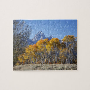 Espenbäume mit der Teton-Gebirgskette