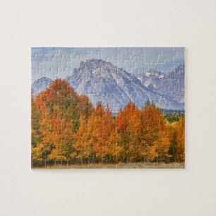 Espenbäume mit der Teton-Gebirgskette