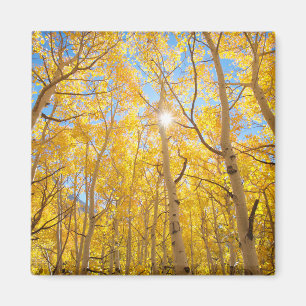 Espenbäume Sierra Nevada Mountains, CA Magnet