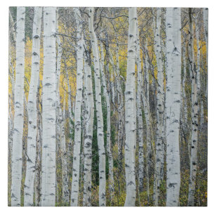 Espenbaumstämme   Aspen, Colorado Fliese