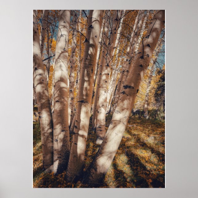 Espenwald-Herbstlandschaft Poster (Vorne)