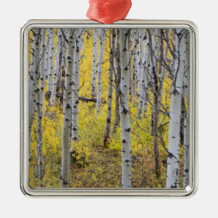 Espenwald in voller Herbstfarbe im Glacier Silbernes Ornament