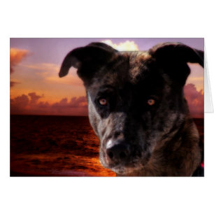 Espoir Visite L'Océan