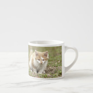 Espresso Becher Foto Katze Haustier Espresso Beche Espressotasse