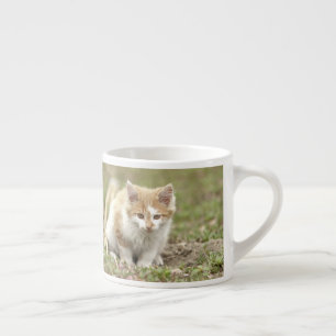 Espressotasse Foto Katze Haustier. Espressomasse