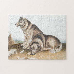 Esquimaux Dog (Canis familiaris) Illustration