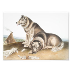 Esquimaux Dog (Canis familiaris) Illustration Fotodruck