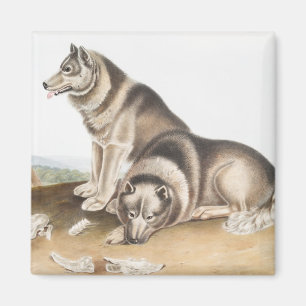 Esquimaux Dog (Canis familiaris) Illustration Magnet