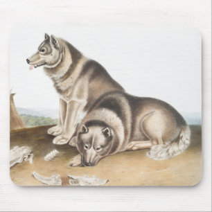 Esquimaux Dog (Canis familiaris) Illustration Mousepad