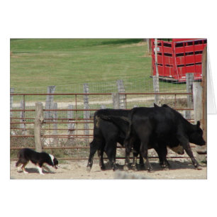 Essai de chien stock