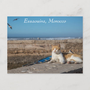 Essaouira   Katze am Meer Postkarte