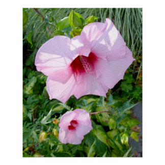 Essbare Blume für Riesen-Hibiskus perfekt Poster