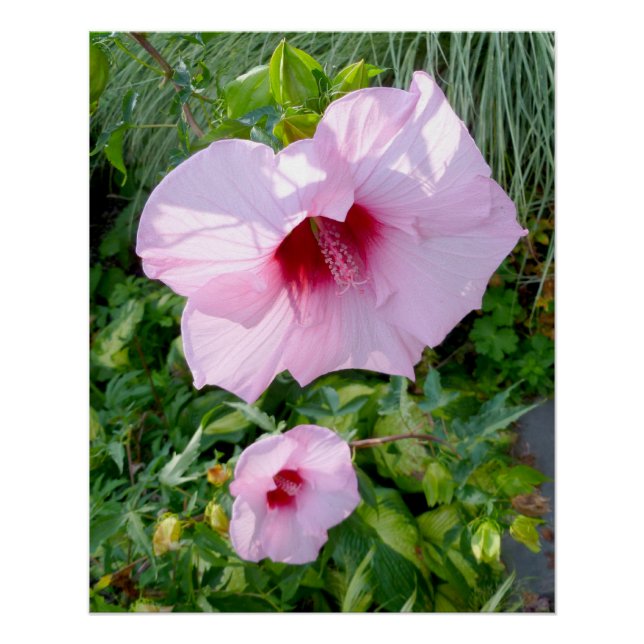 Essbare Blume für Riesen-Hibiskus perfekt Poster (Vorderseite)
