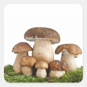 Essbare Pilze des Boletus Quadratischer Aufkleber