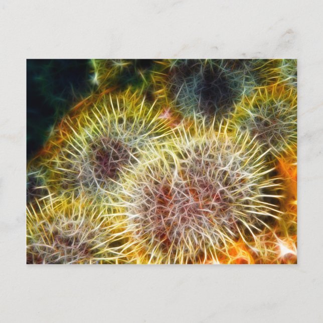 Essbares Meer Urchin Postkarte (Vorderseite)