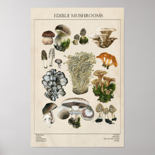 Essbares Mushroom Chart Poster