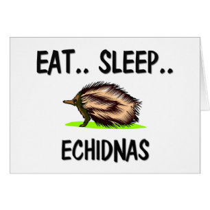 Essen Sie Schlaf ECHIDNAS