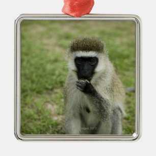 Essender Vervet Affe, Afrika Ornament Aus Metall