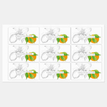 Essenzielles Ölerzeugnisetikett Lemon Orange Citru