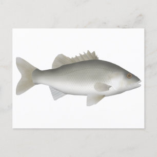 Estuary Perch Postkarte