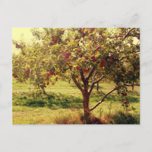 Et les pommes Carte postale