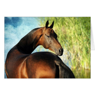 étalon d'Akhal-teke