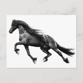 Etalon de frison noir - carte postale de cheval de