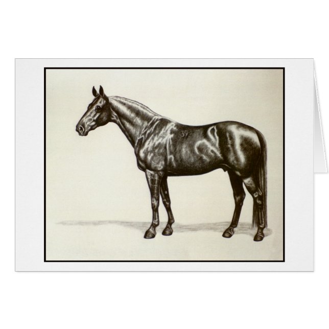 Étalon de Trakehner (Devant horizontal)