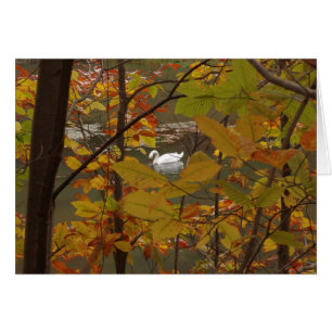 Étang d'automne avec cygne
