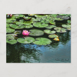 Etang Lily : Carte postale