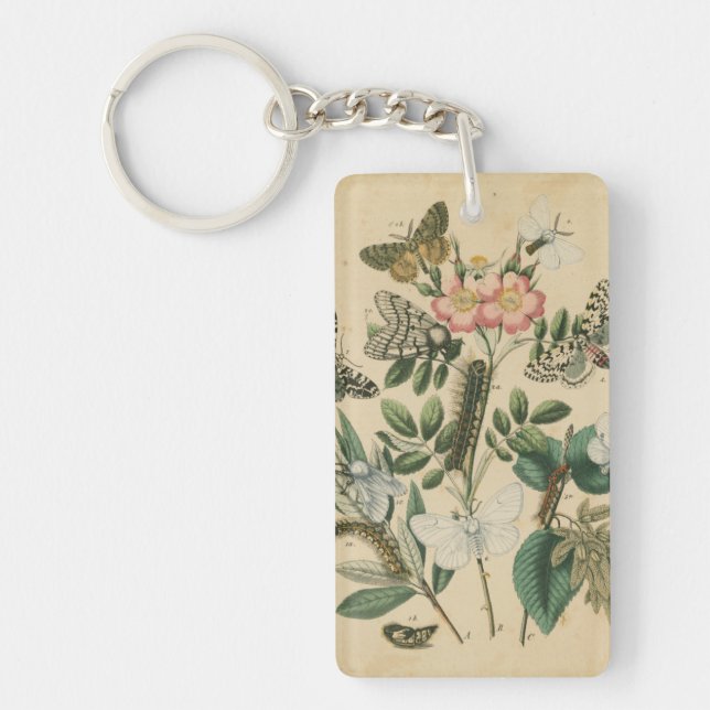 Étapes de la vie des papillons par Vision Studio (Devant)